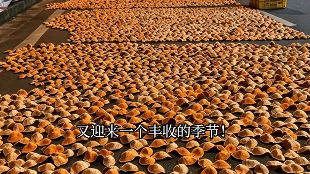 新會公路邊攤開一大片柑皮，從早曬到晚