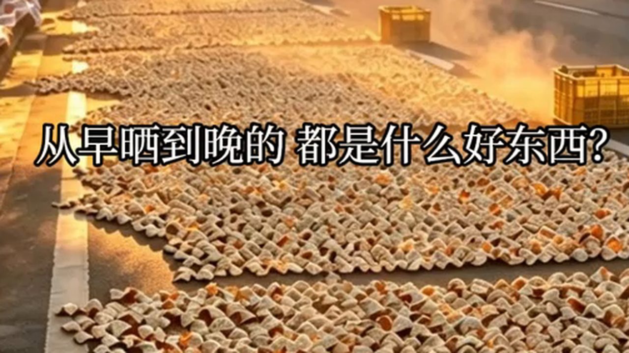 新會柑皮在陽光下自然生曬，鋪滿整片空地
