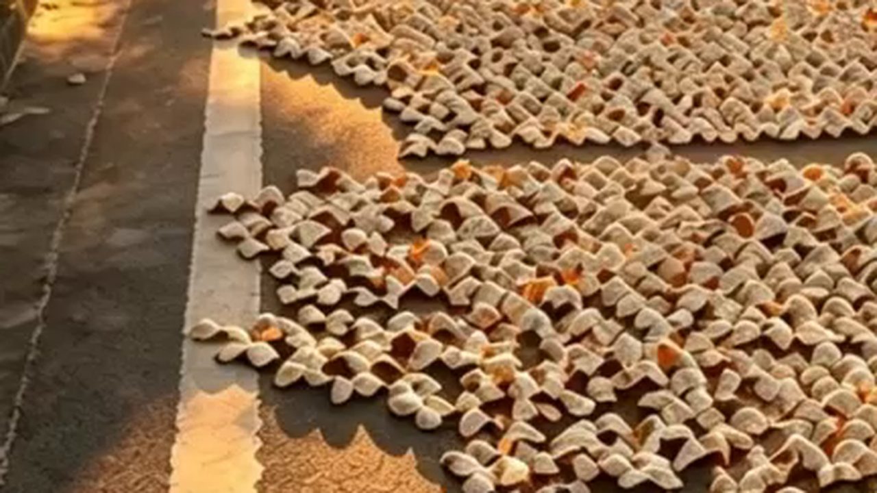 曬場上柑皮鋪滿路面，遠處可見晾曬的竹篩與木箱