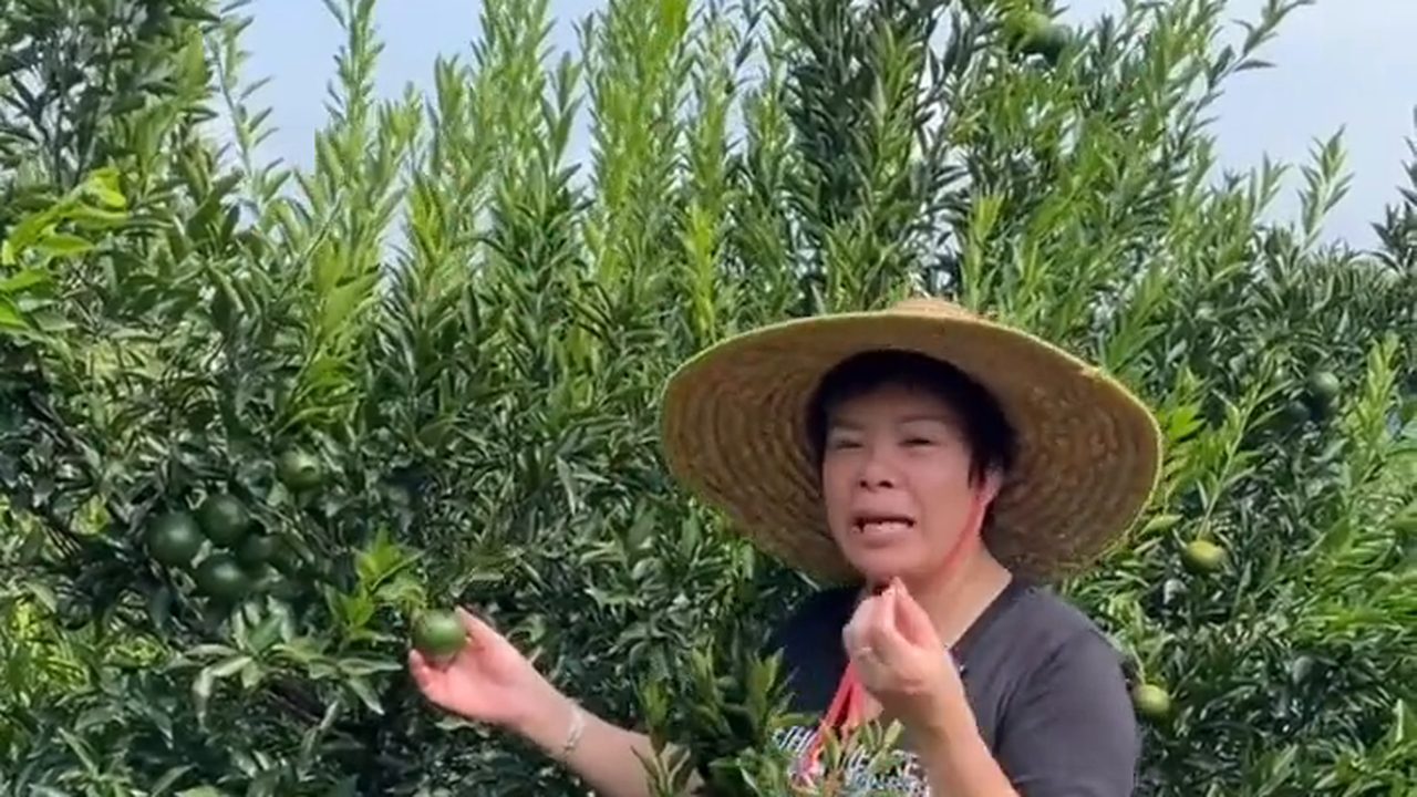 青皮不是「年輕的陳皮」：新會柑三種採收時｜新會陳皮專題配圖