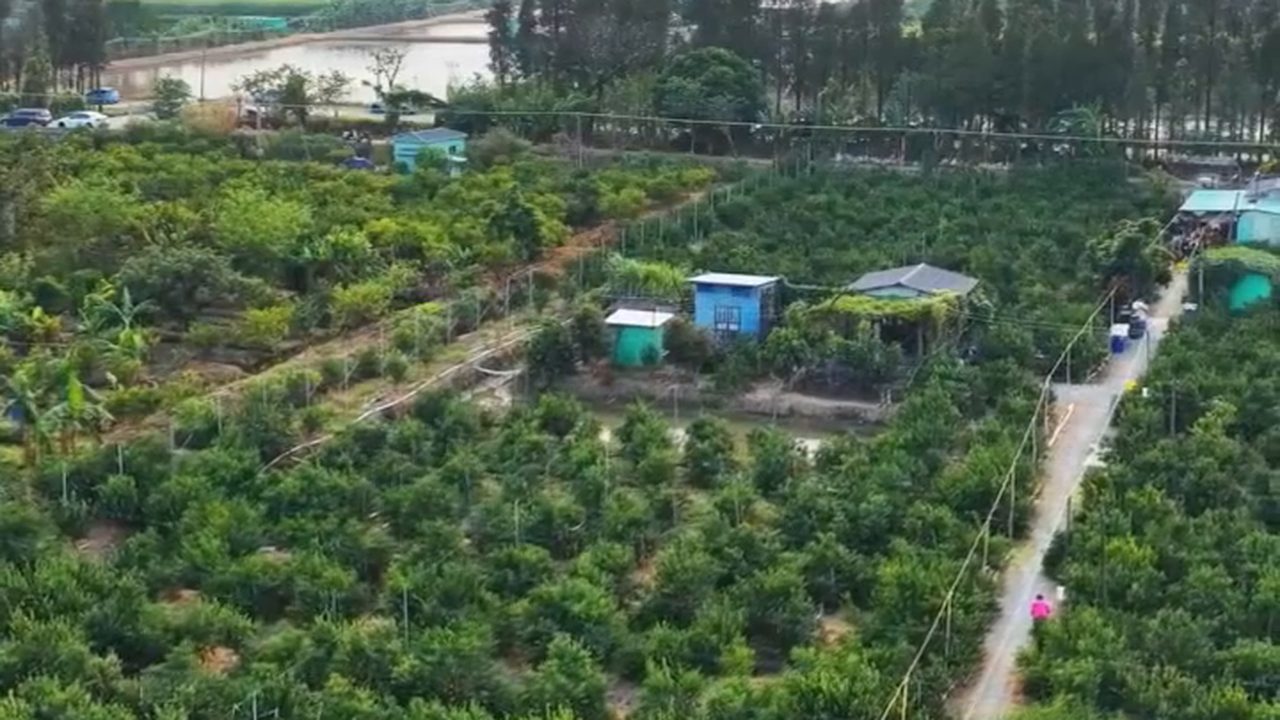 新會天馬村一帶的柑園全景，柑樹成行、果實纍纍