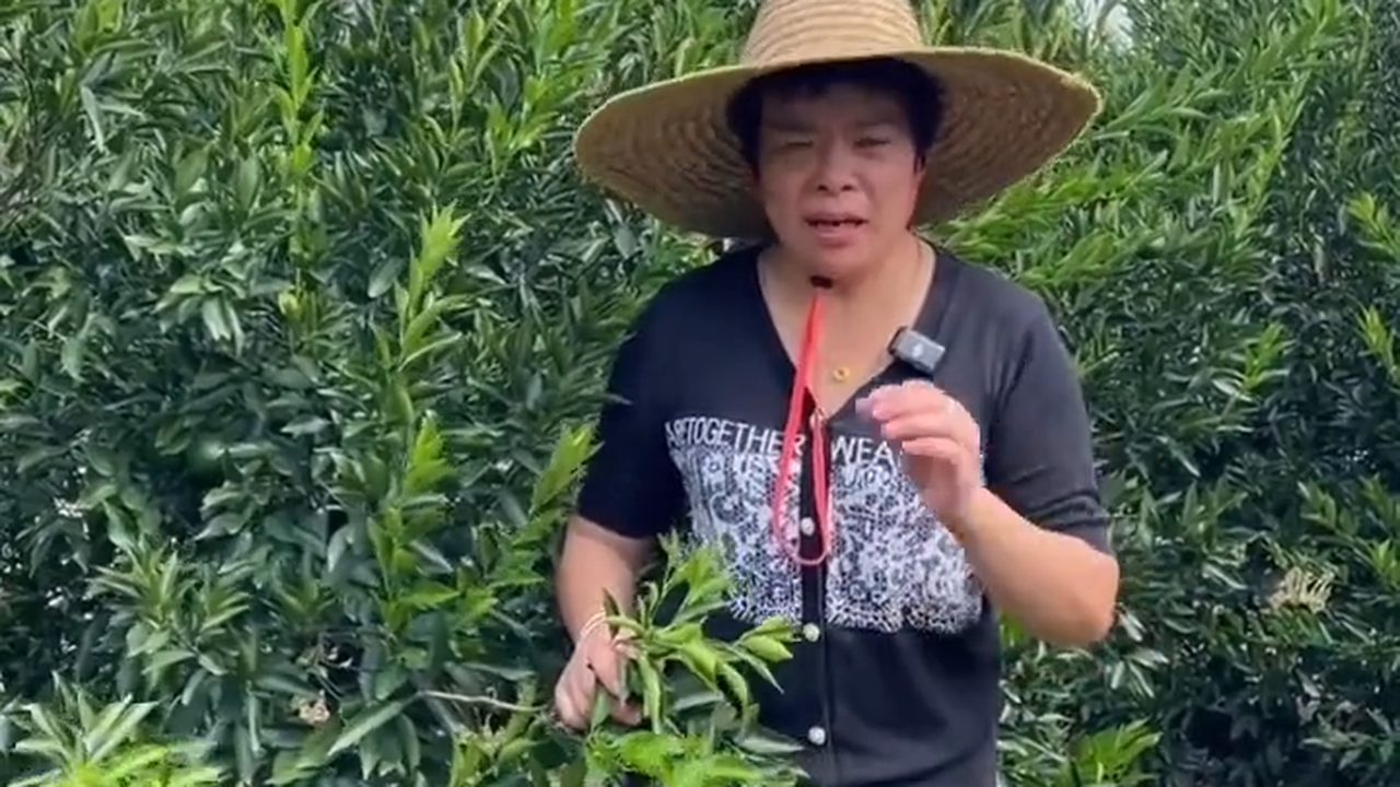 新會柑園裡的果農講解青皮與青柑的採收時機