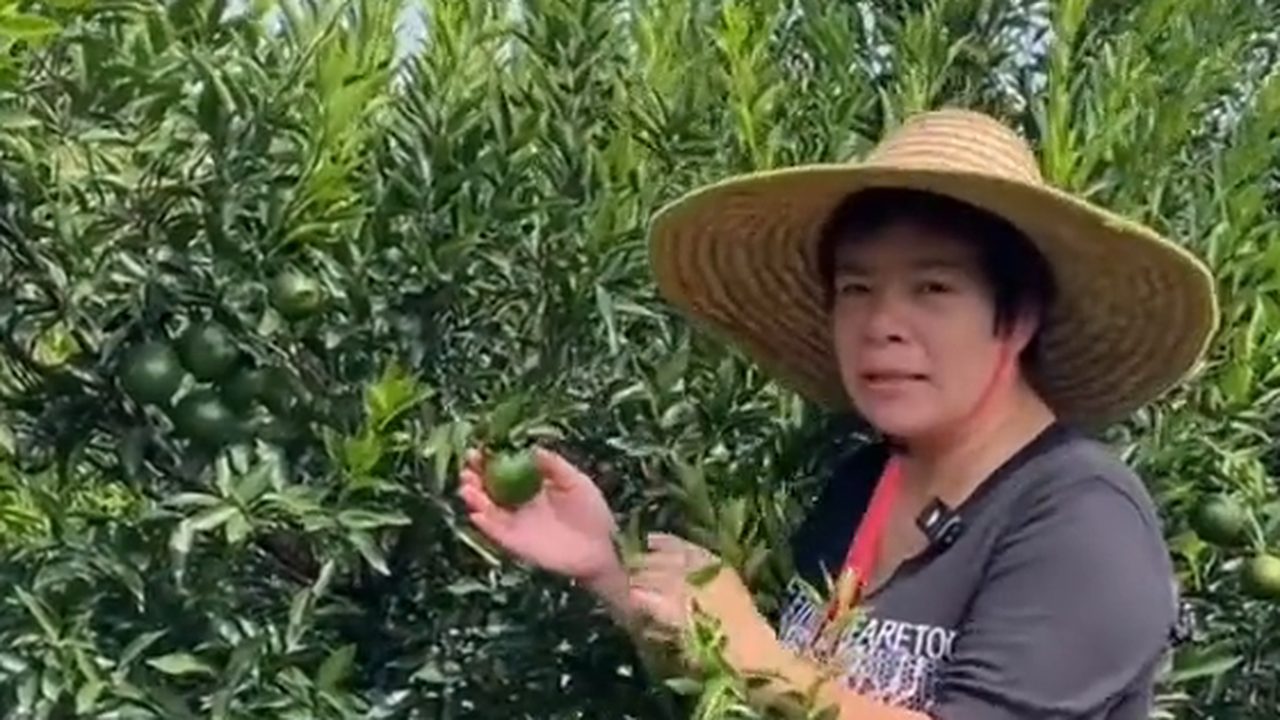 新會柑園裡果農手持青柑，講解青皮的功效與用途