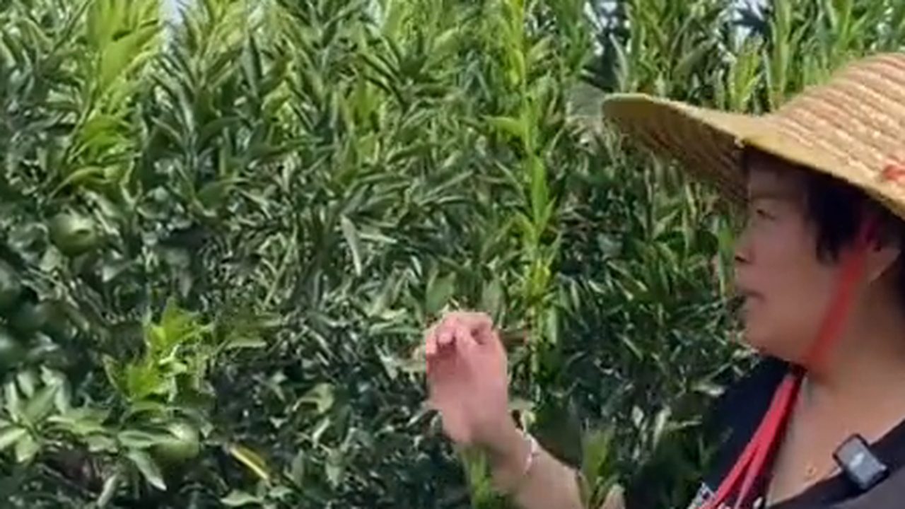 新會柑園裡的果農講解青皮與大紅皮的差別