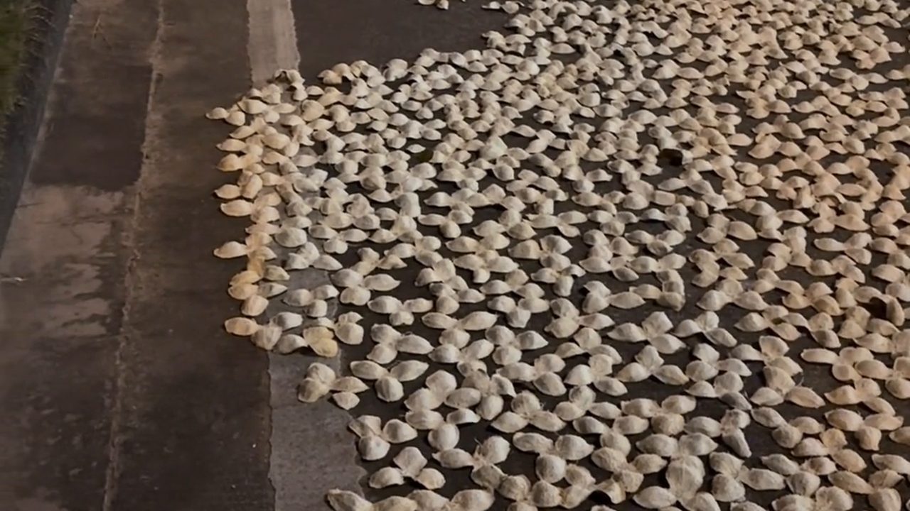 新會路邊成片生曬中的陳皮，工人正在翻皮