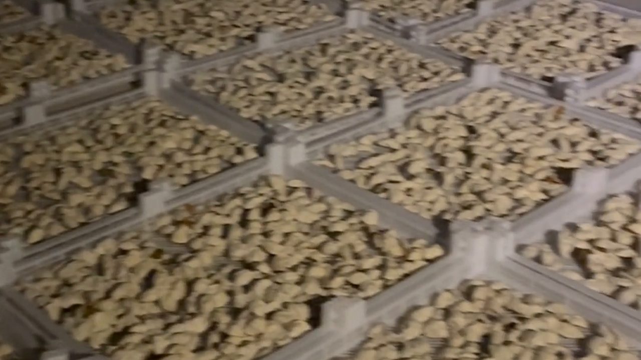 曬得多不等於曬得好：新會陳皮為什麼不能一｜新會陳皮專題配圖