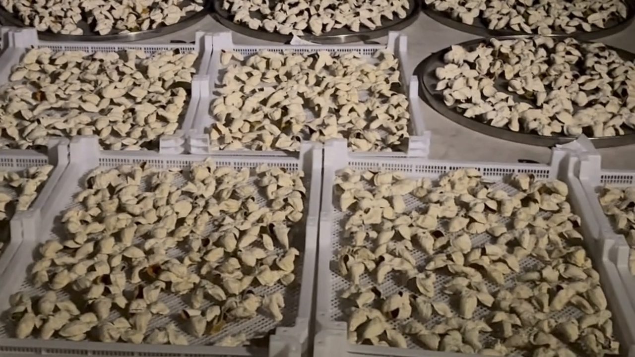 新會屋頂曬場，柑皮整齊鋪在離地曬架上