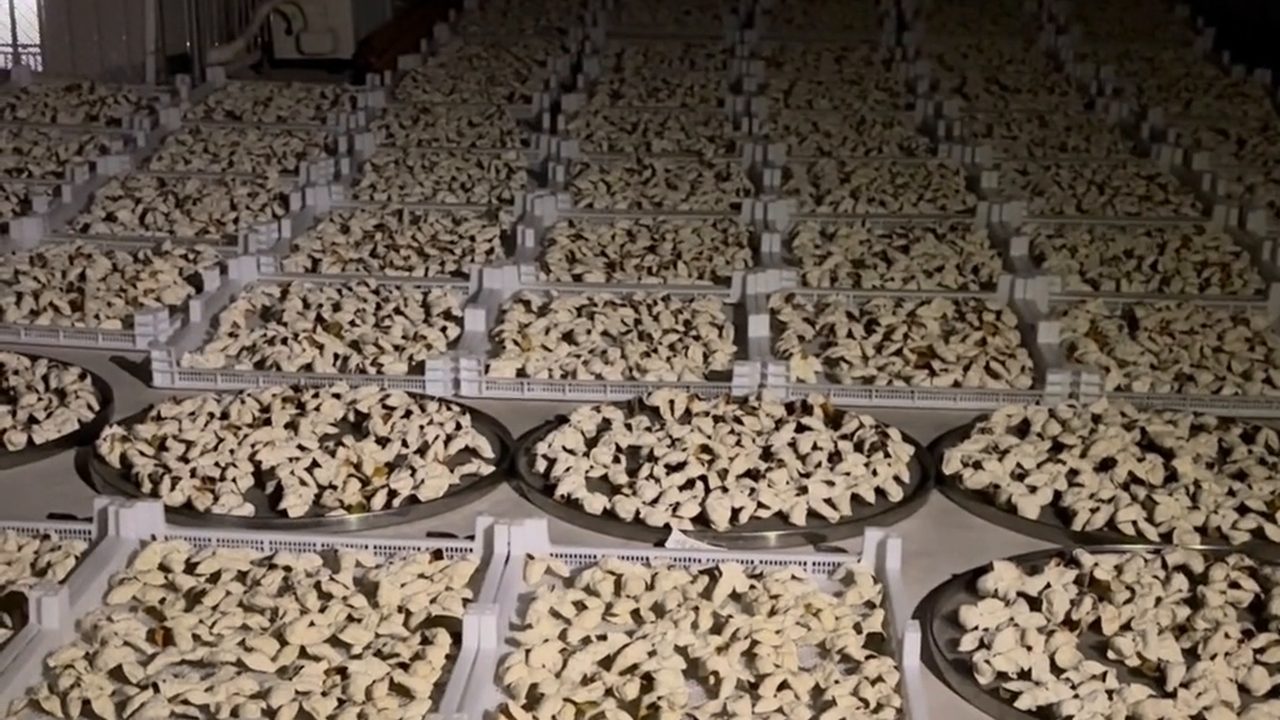 新會夜間屋頂曬場，整片柑皮排在曬架上