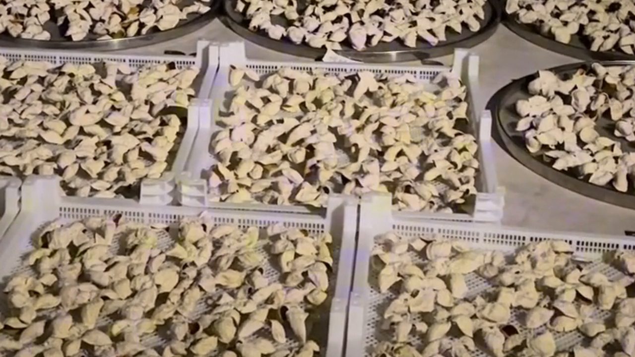 新會屋頂曬場上成片攤開的柑皮與城市夜景