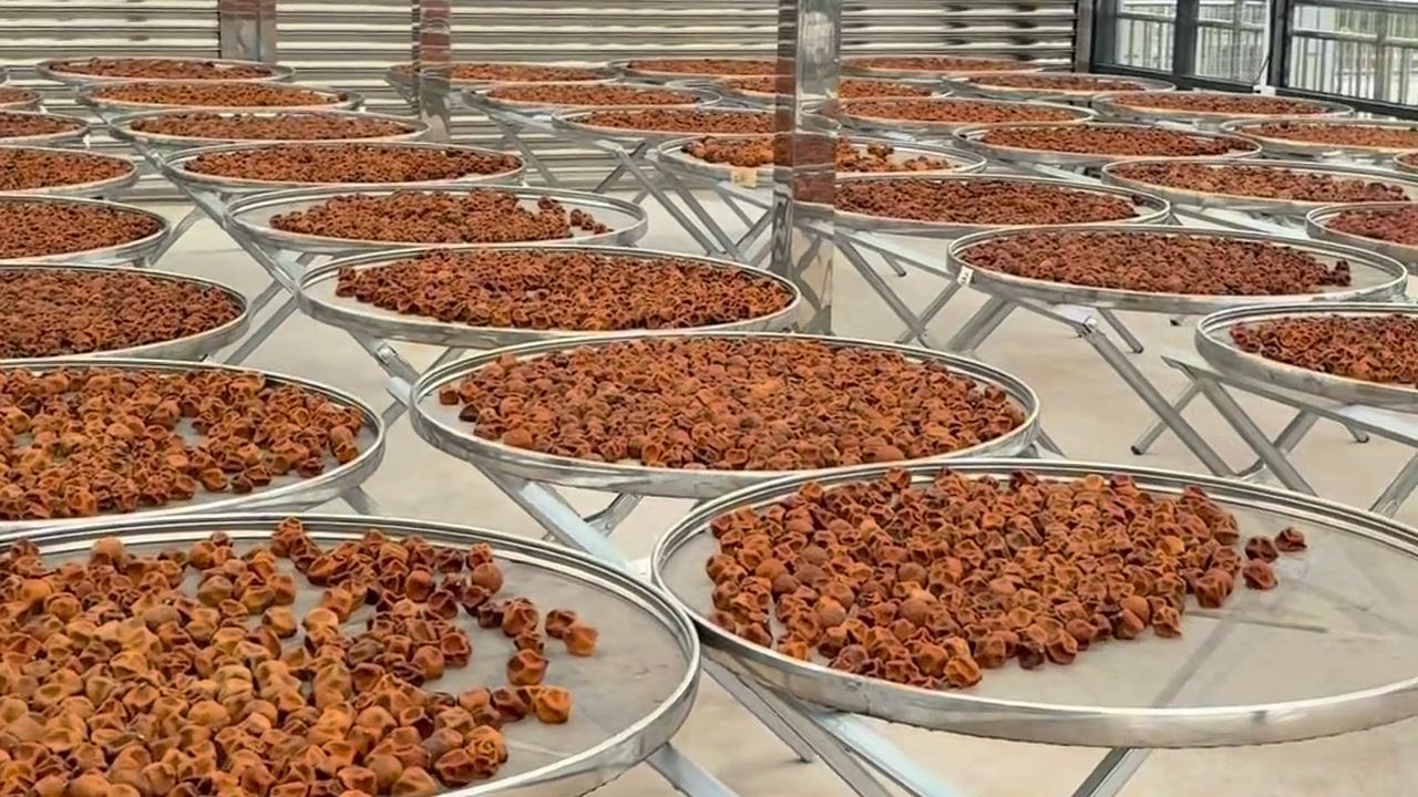 曬好只是開始：新會陳皮入箱之後，三年陳化｜新會陳皮專題配圖