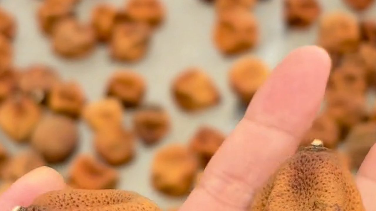 新會陳皮特寫，橙褐色皮身與油室清晰可見