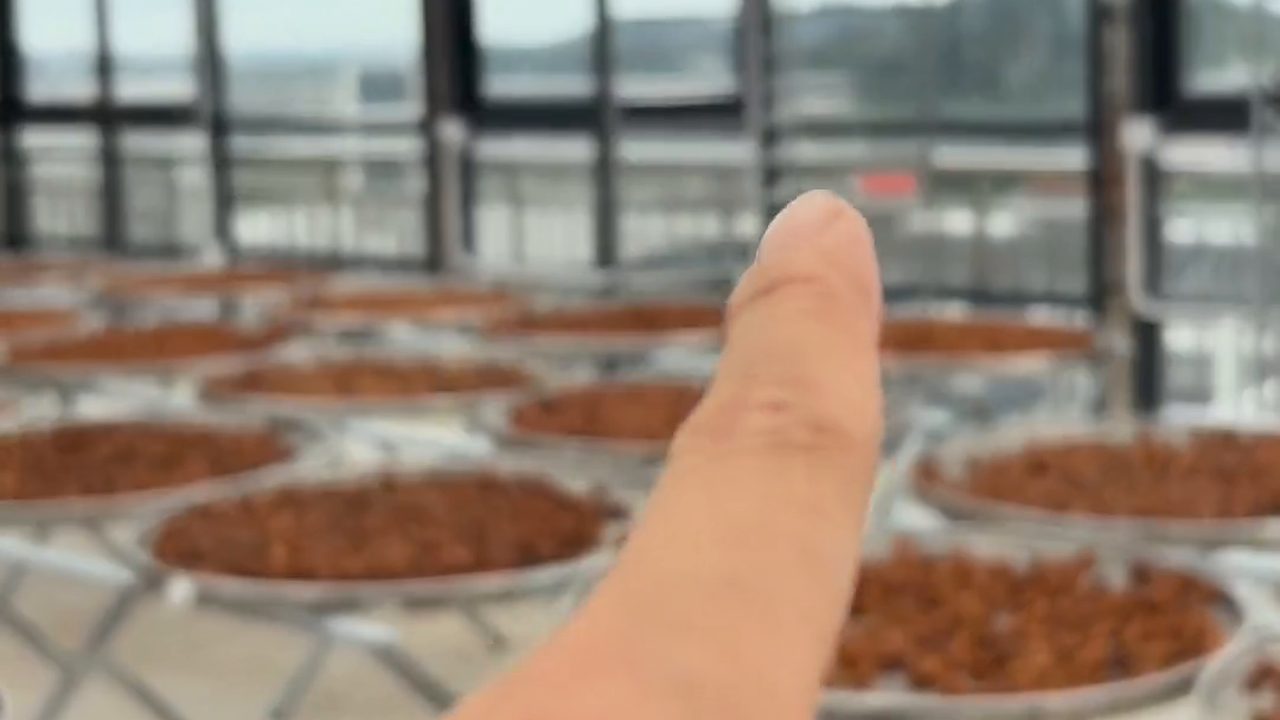 新會棚架曬房內的圓篩與攤開的陳皮