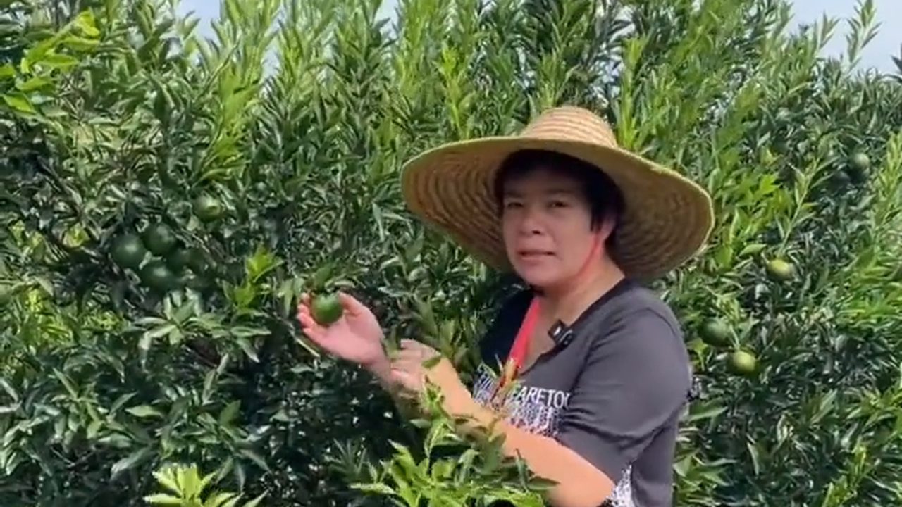 新會柑園裡的果農與青柑，銀洲湖畔的茶枝柑果園