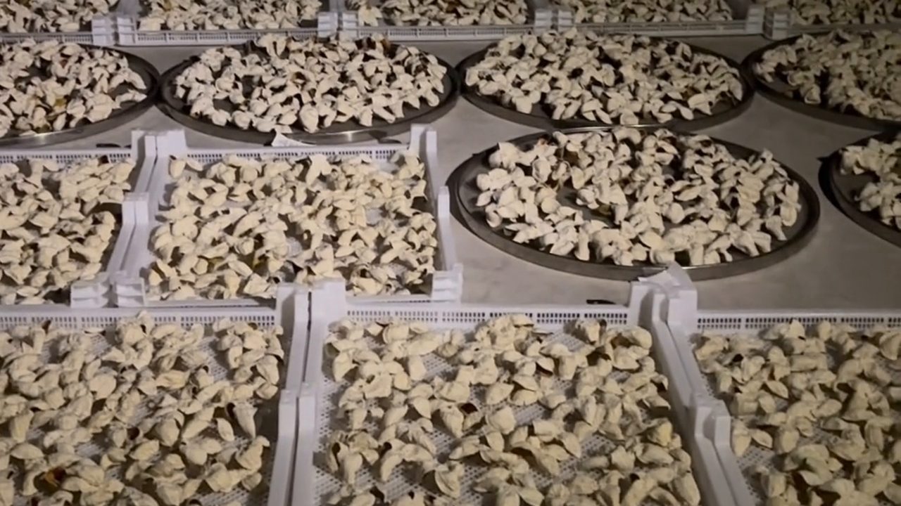 新會曬場：柑皮鋪在離地曬架上生曬
