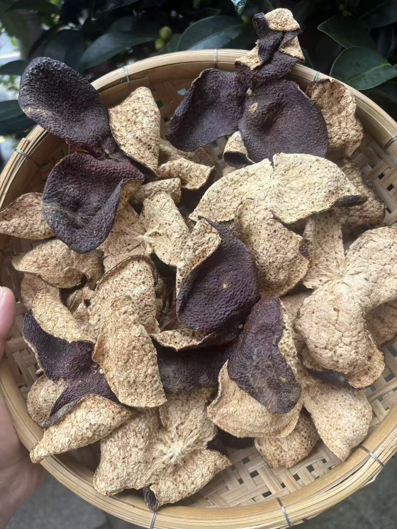 茶坑五年陳皮