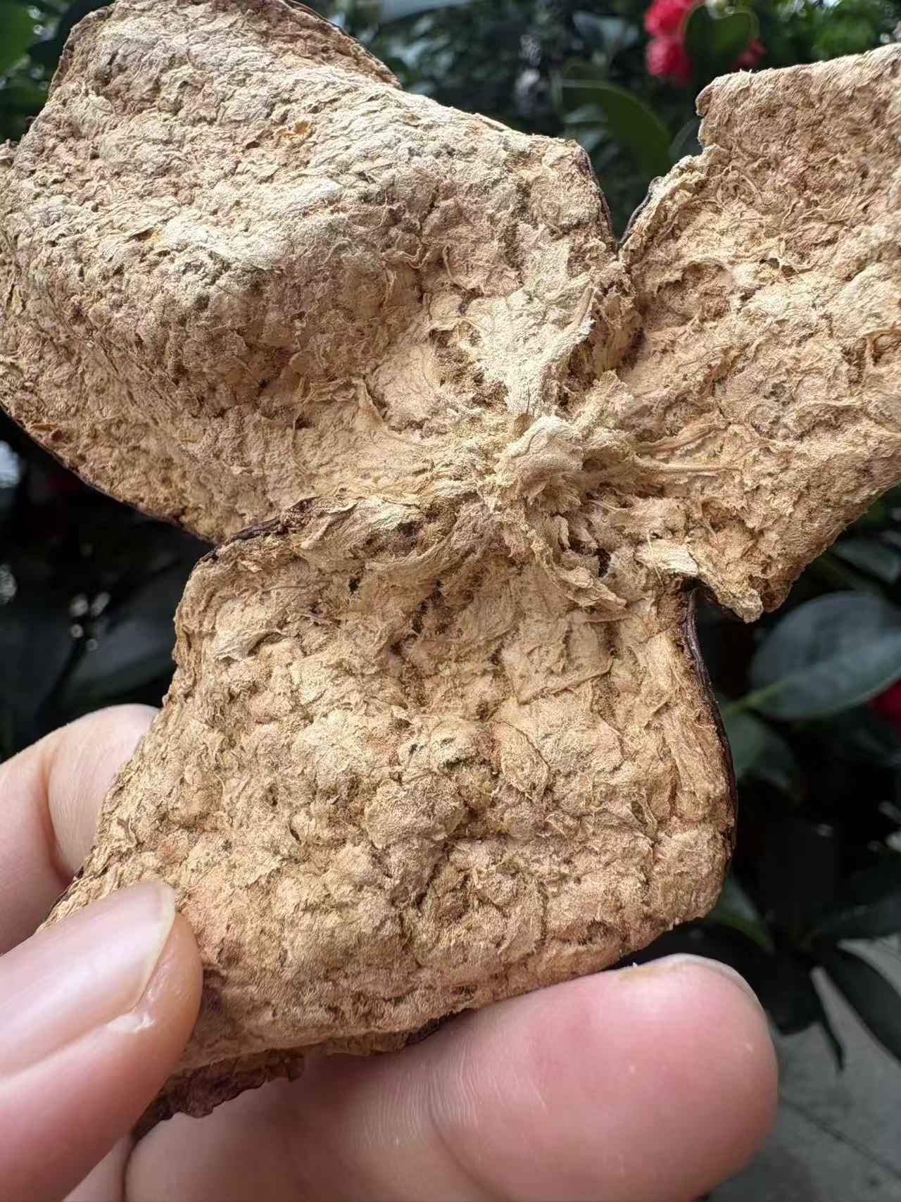 果園日常